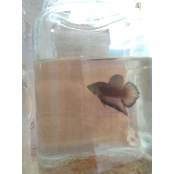 Cupang Super Black Top 1 Male | Ikan Cupang Super Black Size M