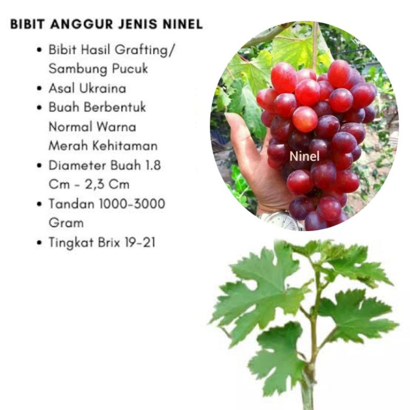bibit anggur import jenis ninel batang besar super