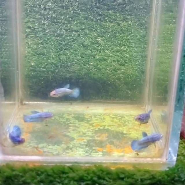 Cupang Anakan avatar