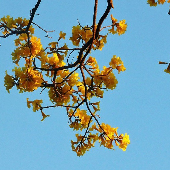 Tabebuya kuning 55 - 70 cm - BIBIT TANAMAN TABEBUYA KUNING KAMEUMEUT