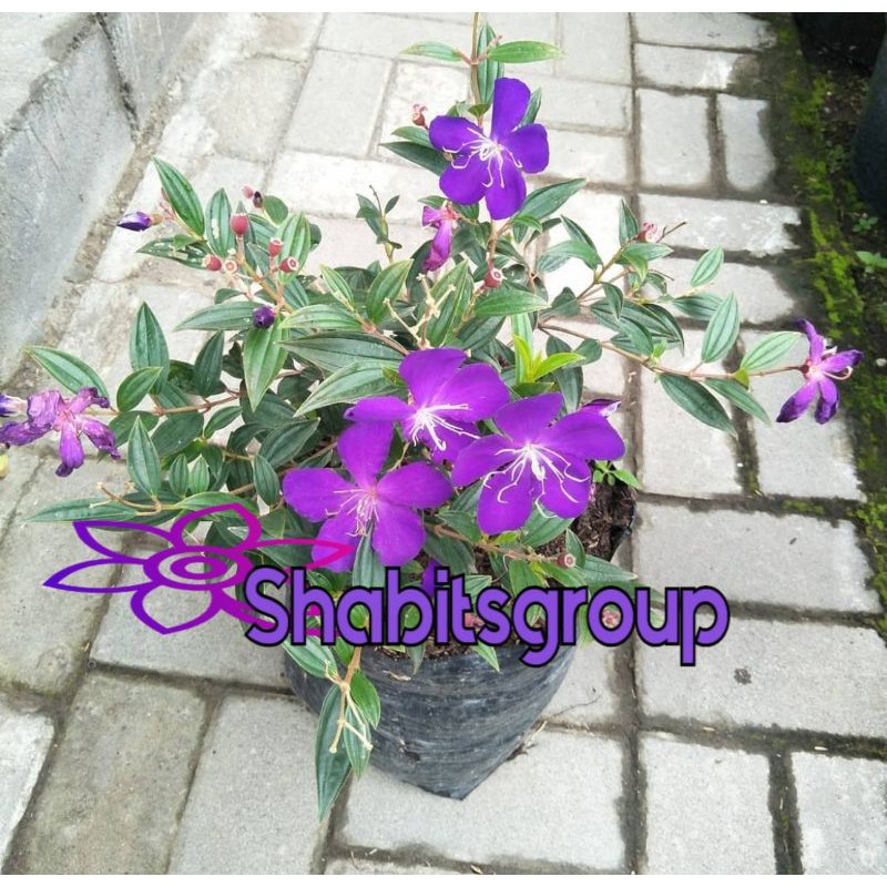 Tanaman harendong - senggani - Tanaman herbal bunga ungu senggani daun keci tanaman outdoor bunga se