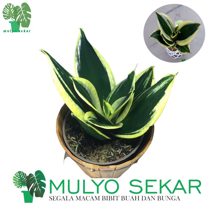 Tanaman hias Sansivera pagoda  lidah  mertua  mini Shopee 