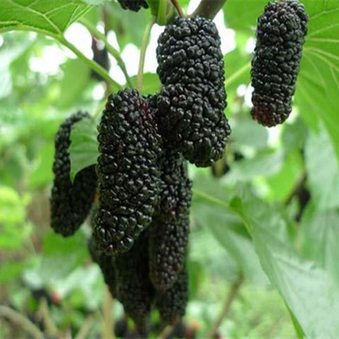 bibit buah murbei bibit unggul bibit unggul