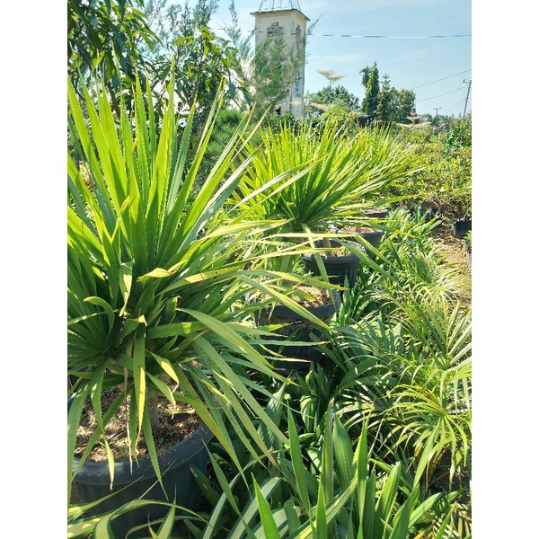 BIBIT PANDAN BALI BERCABANG