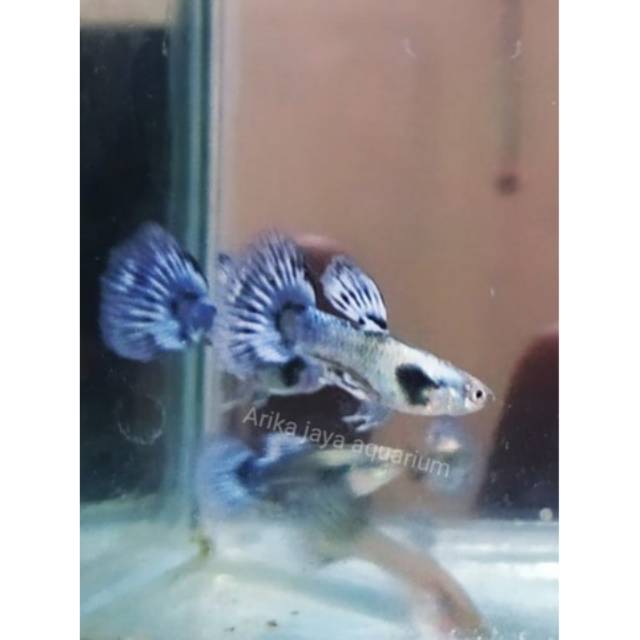 Ikan guppy blue ivori ivory murah mempercantik aquarium dan aquascape cirebon
