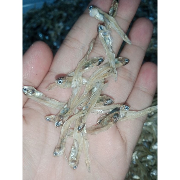 

teri tawar kecil 1kg