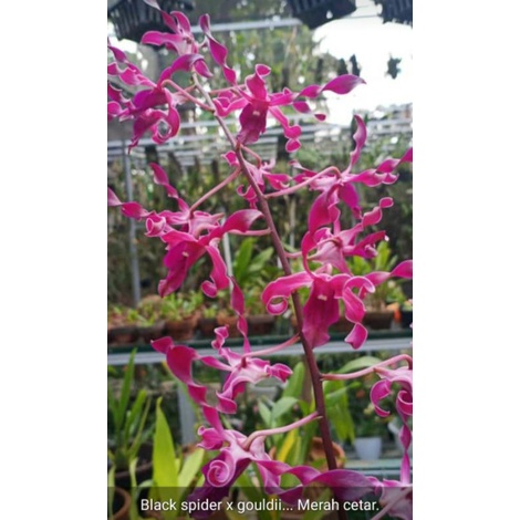 dendrobium black spider x gouldii