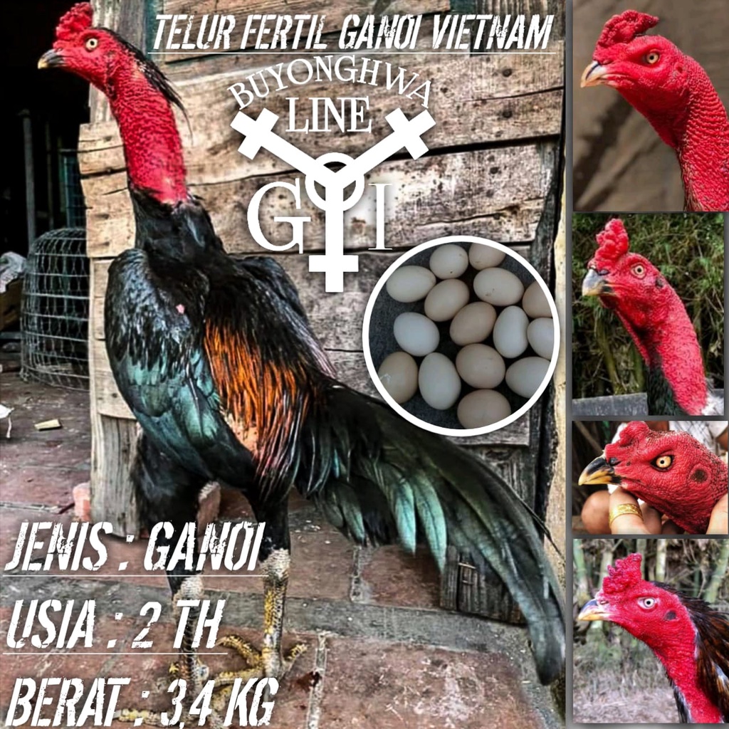 ayam bangkok ganoi telur fertil asli aduan vietnam