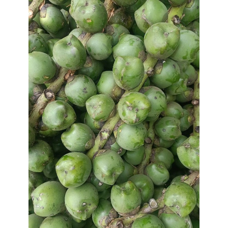 

jual buah aren kulangkaleng mentah