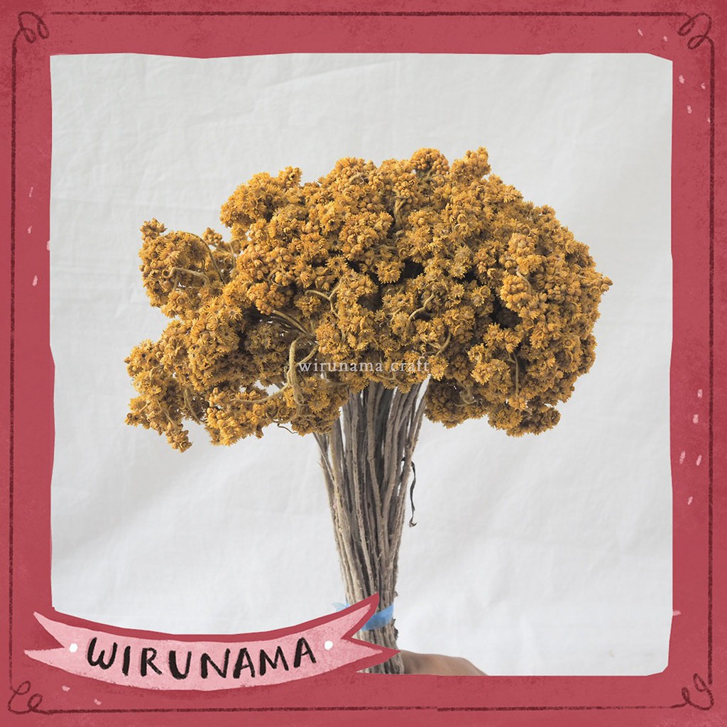  BUNGA  KERING  EDELWEIS  KUNING EDELWEISS DRIED FLOWER UNTUK 