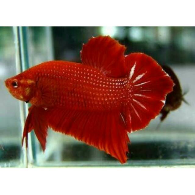  IKAN  CUPANG  GIANT RAKSASA  RED DRAGON IMPORT SUPER BANGKOK 