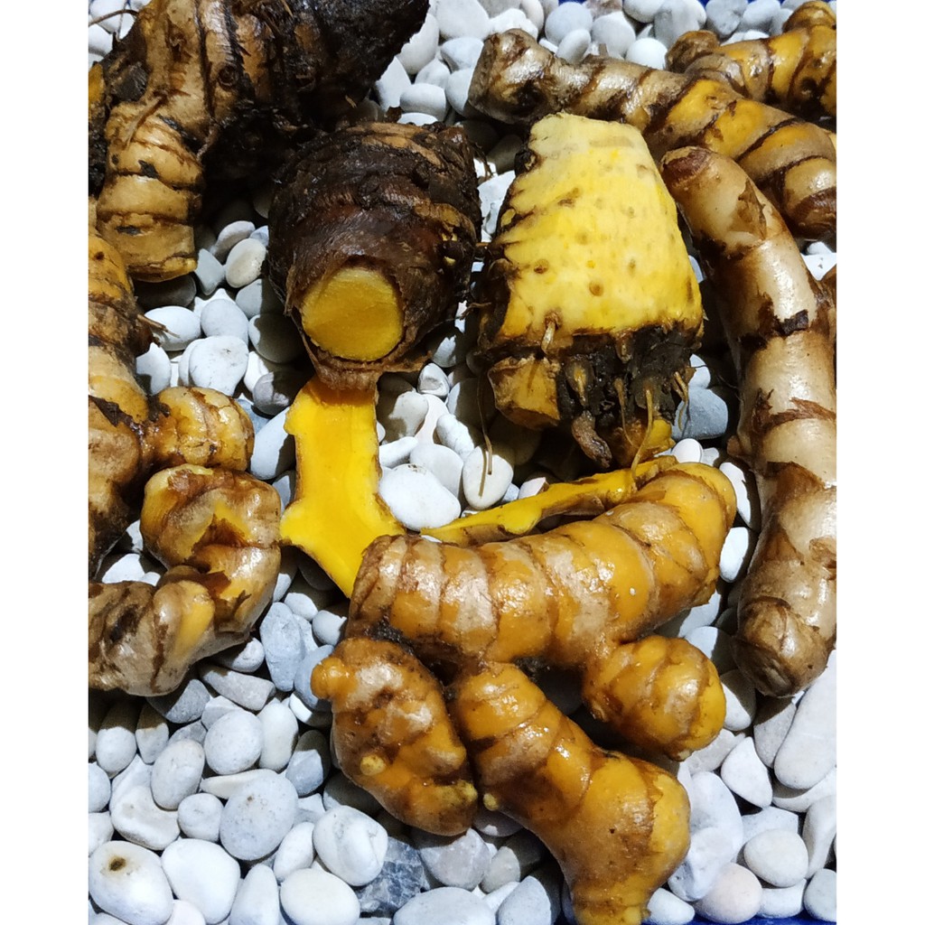 

Temu Glenyeh Segar Alami 500gr Temu Tis/Temu Bayi/Curcuma purpurascens Bl. syn. C. soloensis Val