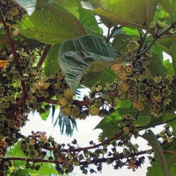 

Jambu Tangkalak / Harendong