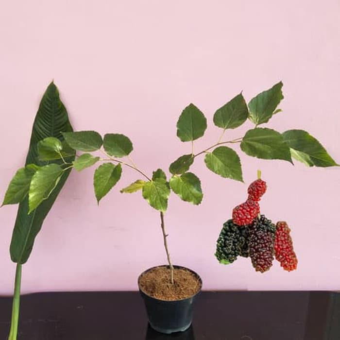 tanaman hias murbei bibit tanaman hias murbei