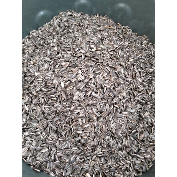 

BIJI KUACI/BIJI BUNGA MATAHARI/BIJI KUWACI
