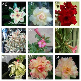 paket 9 tanaman hias kamboja jepang adenium bunga paket 9 tanaman hias kamboja jepang adenium bunga