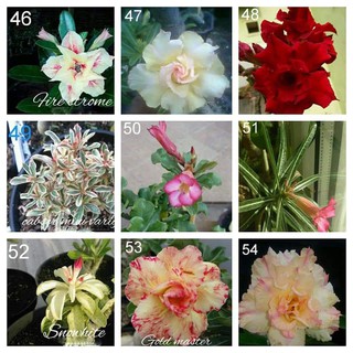 paket 9 tanaman  hias  kamboja jepang adenium bunga  