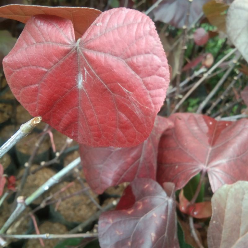 bibit bonsai waru merah super