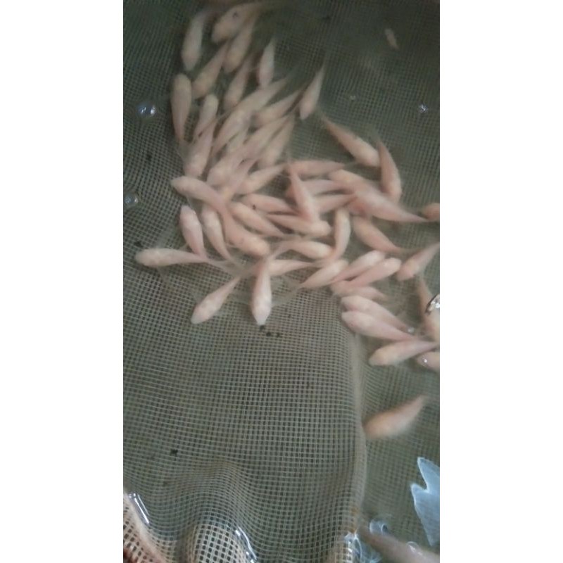 corydoras albino