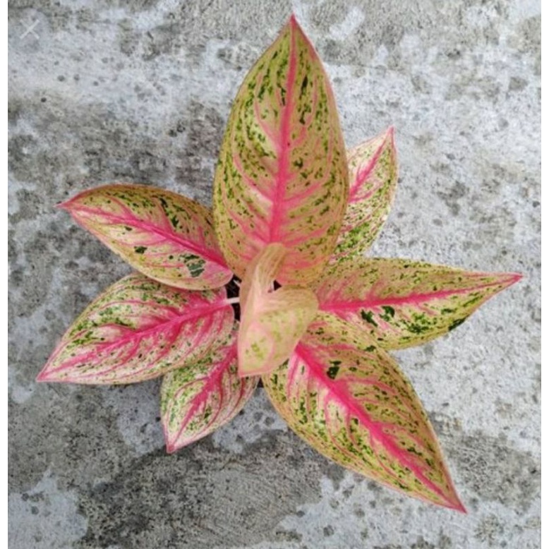 Aglonema Legacy Merah