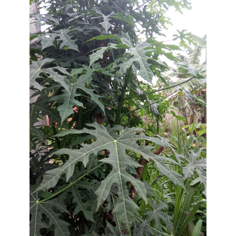 Stek Batang Pepaya Jepang / Batang Paya Jepang