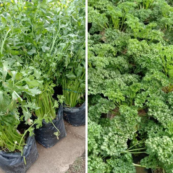 Paket Parsley Dan Seledri Jumbo Rimbun