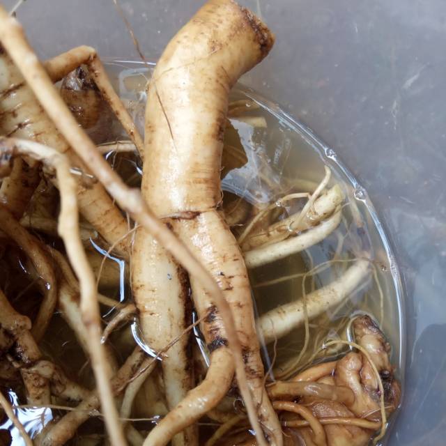 

AKAR GINGSENG MERAH SEGAR ASLI