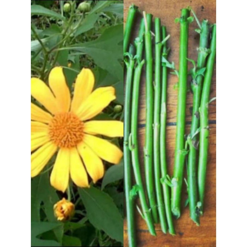 Stek Pohon Insulin, Bibit Pohon Kipahit, Bibit Insulin, Bibit Kipahit, Kipait, Tithonia diversifolia