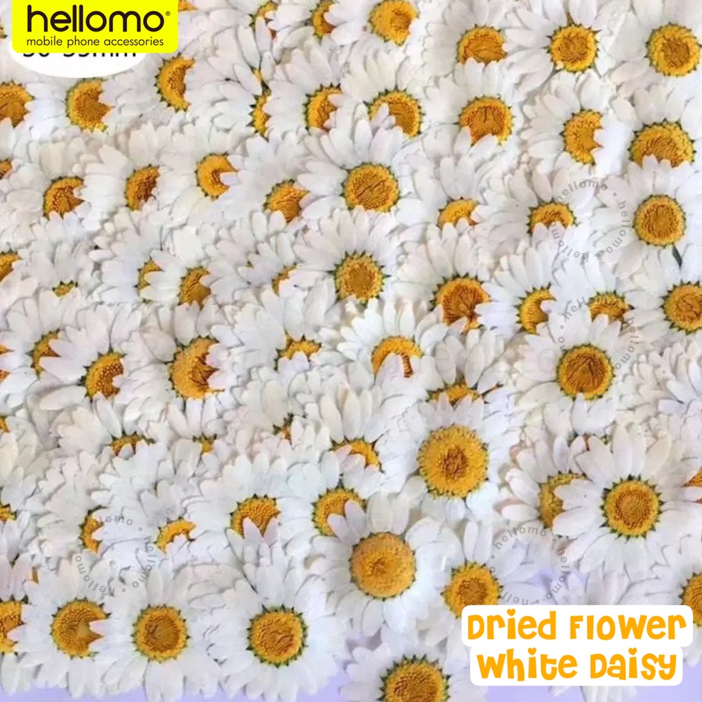 Dried Flower Resin DIY Bunga Kering Dried Flowers Satuan Bunga Kering Asli Pressed DIY Resin Epoxy Resin White Daisy Dried Flowers