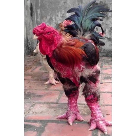 telur ayam dong tao asli dari vietnam