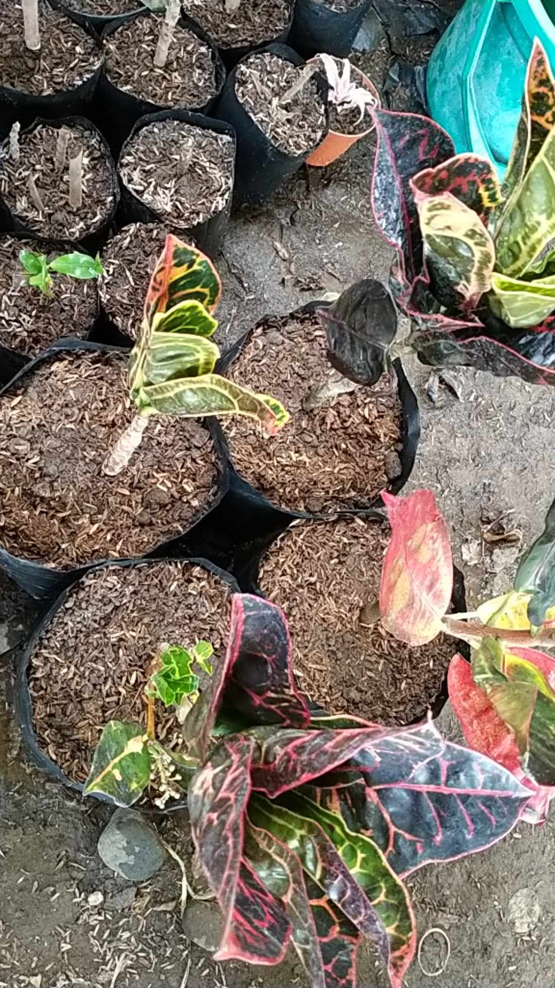 Tanaman Hias Puring Kura Kura Medium