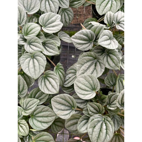 Peperomia Silver Frost/Peperomia silver/Peperomia perak