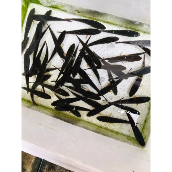 Toman Remaja sz 25-30cm