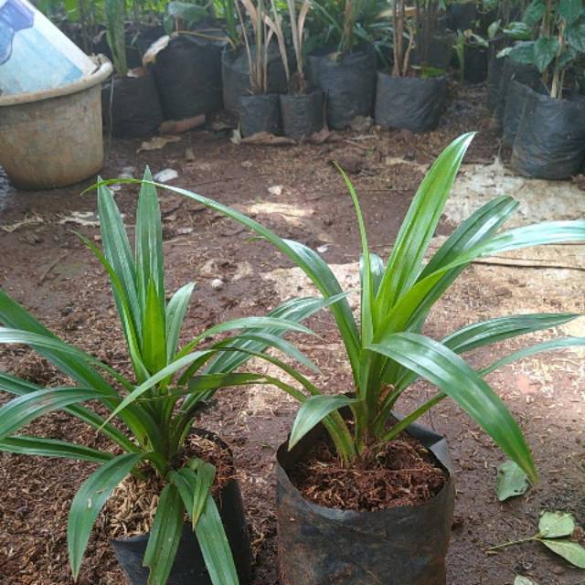 Tanaman pandan wangi daun pandan wangi