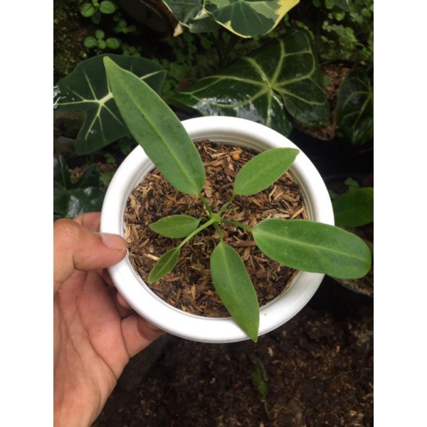 anthurium warocqueanum( lidah gajah)