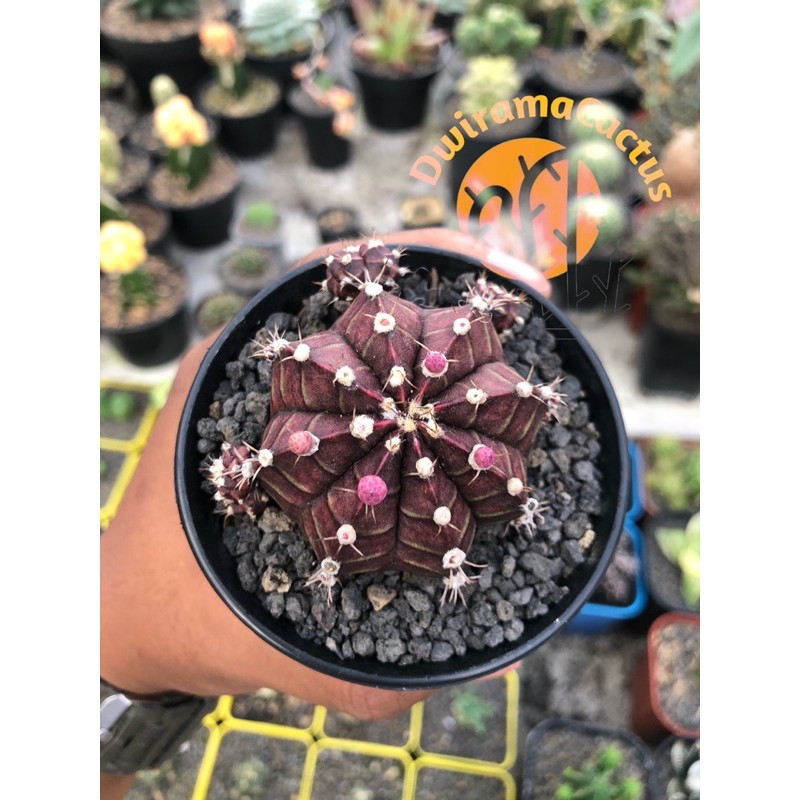 Kaktus Dan Sekulen / Gymno BlackCup Ownroot