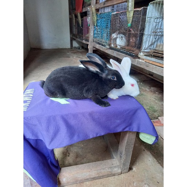 Kelinci Rex bulu karpet remaja sepasang (4).