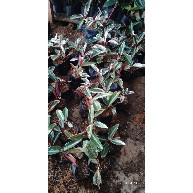 

paket hemat 2 pohon hias meranti bali.