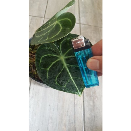 kuping gajah tarantula pagoda murah 3 daun besar update terbaru 31 januari