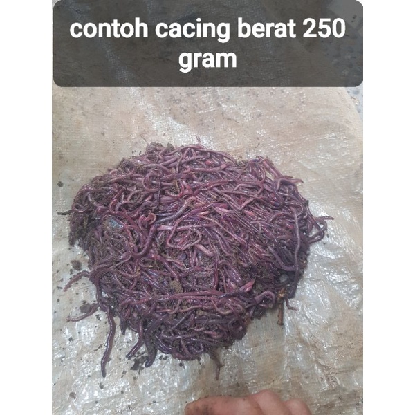 cacing tanah/cacing anc/cacing kandang 250 gram