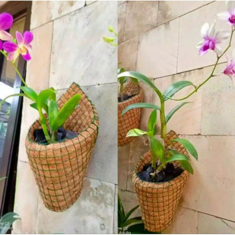 POT BUNGA ANGGREK SERABUT KELAPA KERUCUT TEMPEL DINDING POT BUNGA ANGGREK SERABUT KELAPA KERUCUT TEMPEL DINDING