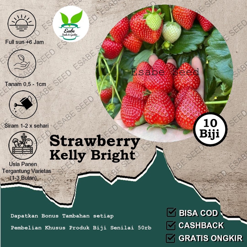 Jual Biji Bibit Strawberry Kelly Bright Buah Jumbo Benih Stroberi ...