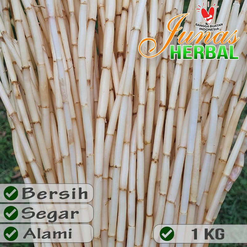

Akar Alang Alang 1Kg