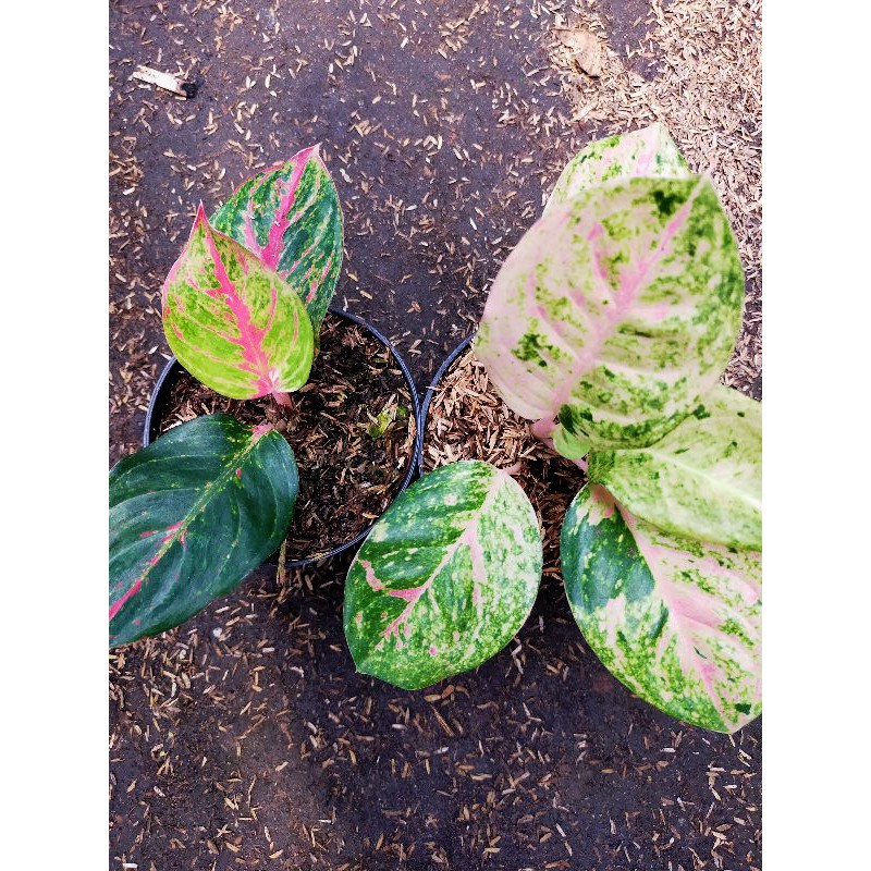 bunga aglonema paket 2 pohon,emeral dan Wulandari anakan