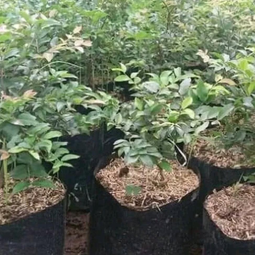 *_$1 Bibit Anggur Brazil Presco €