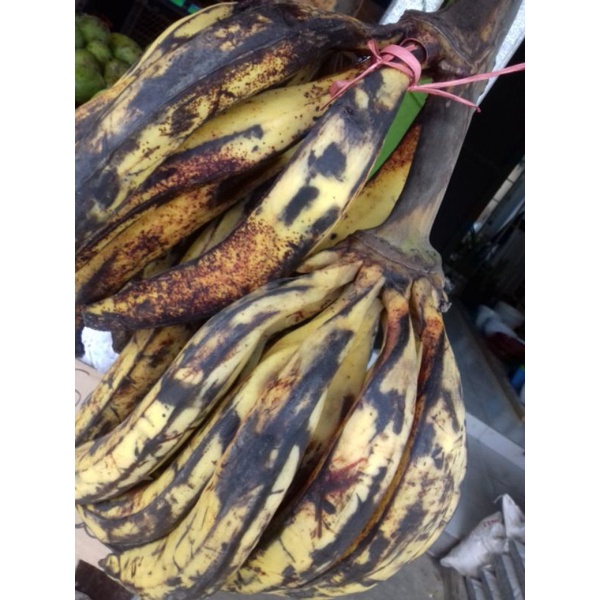 

Pisang tanduk 1 pcs