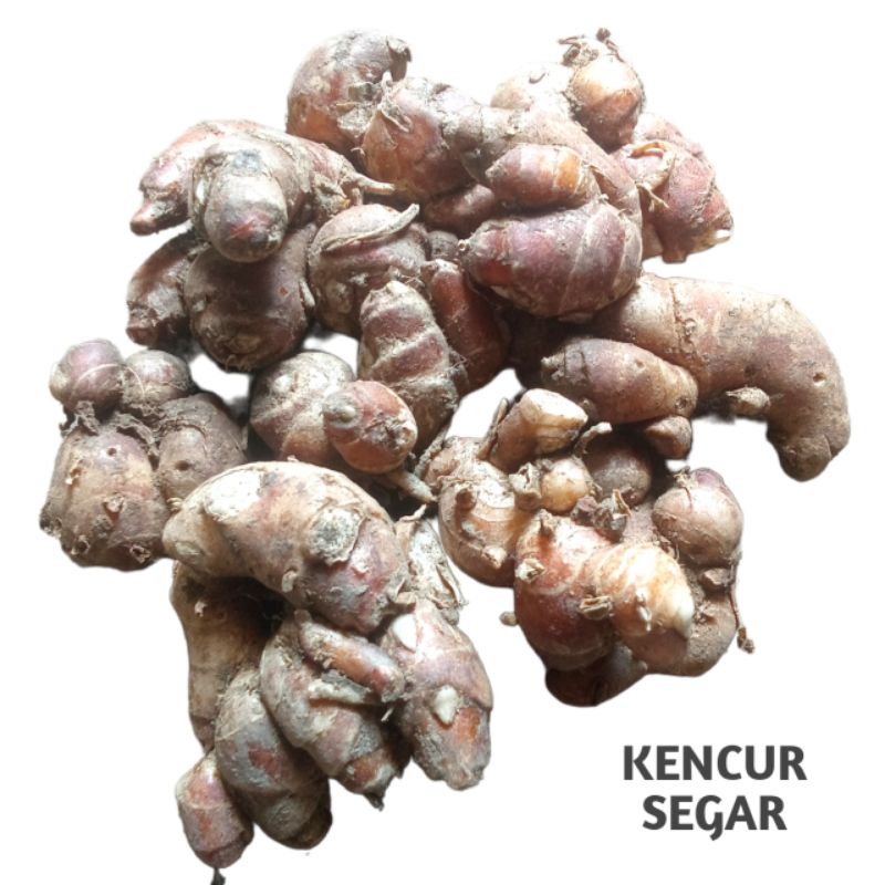 

Kencur Segar 1 kg
