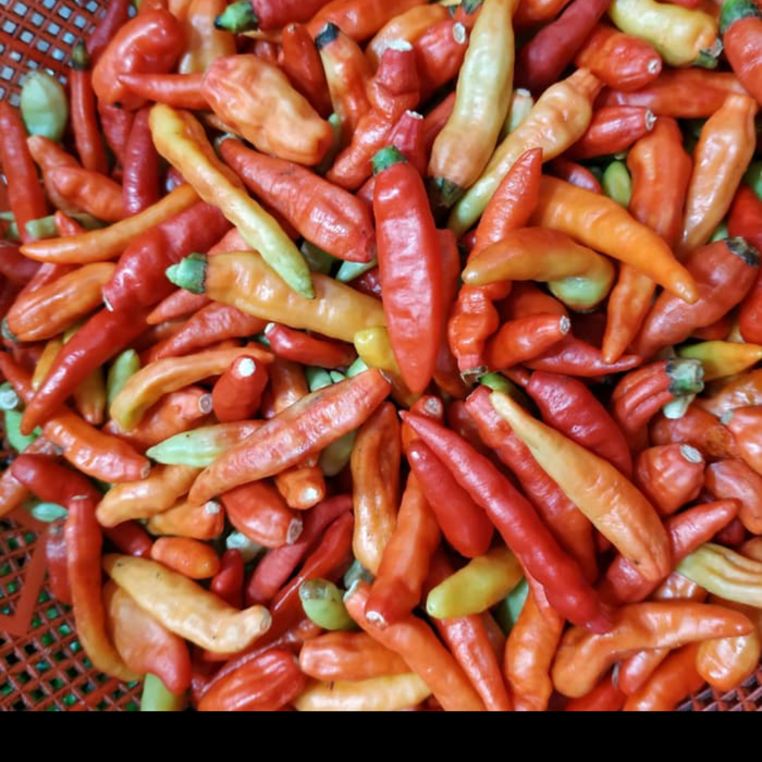 

Ready- Cabe Rawit Merah Petik