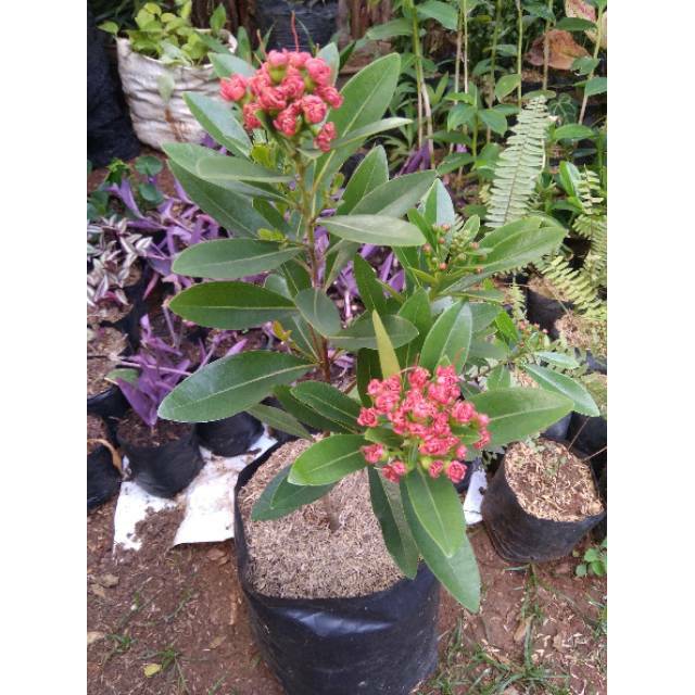 Tanaman hias xantos temon bunga merah tanaman hias hidup santos temon bunga merah tanaman hias xhant