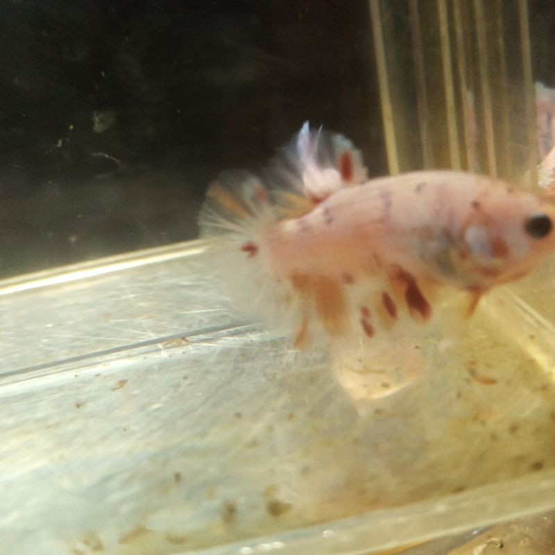 cupang multi,nemo,galaxy ukuran s